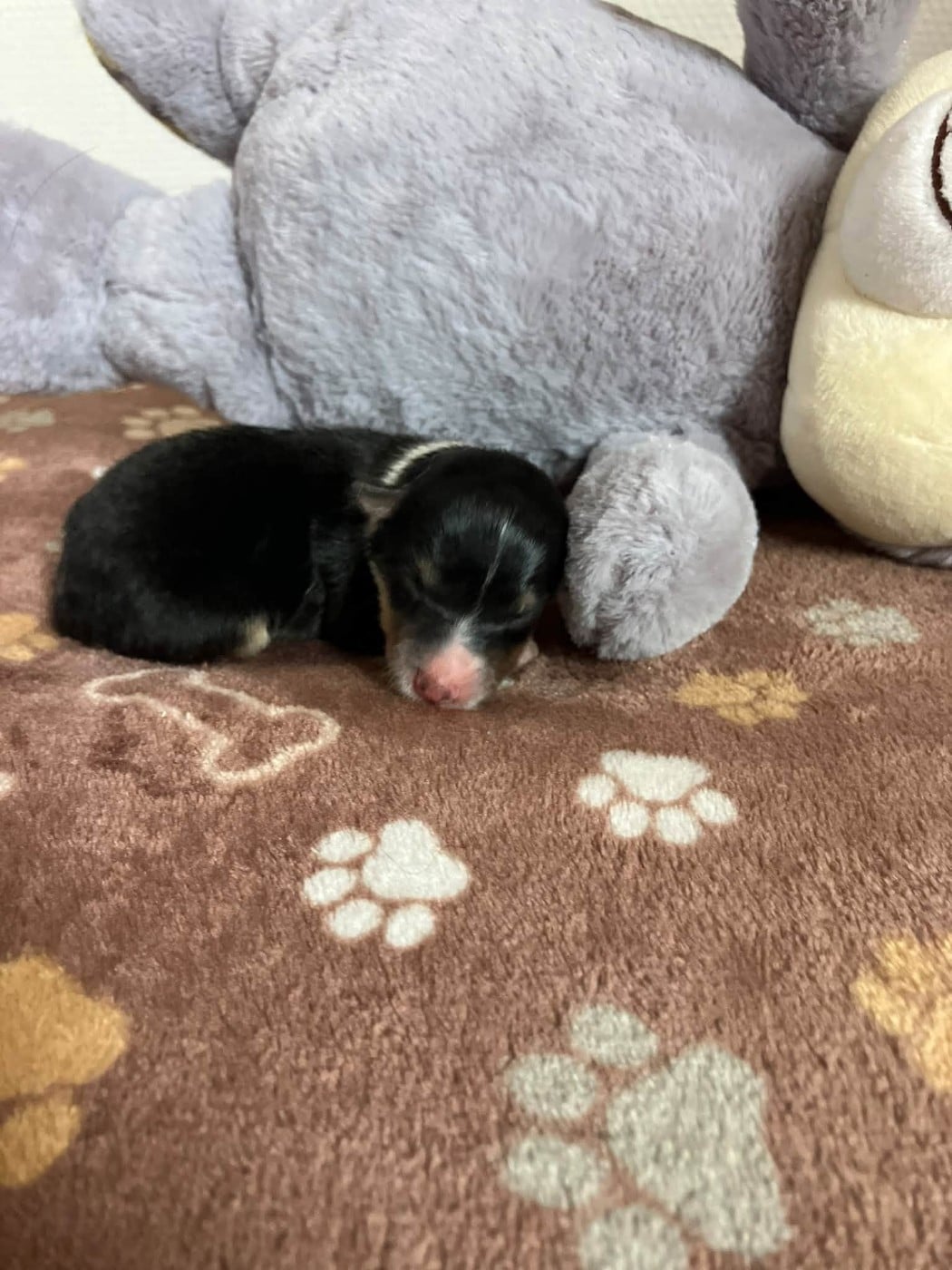 CHIOT 4