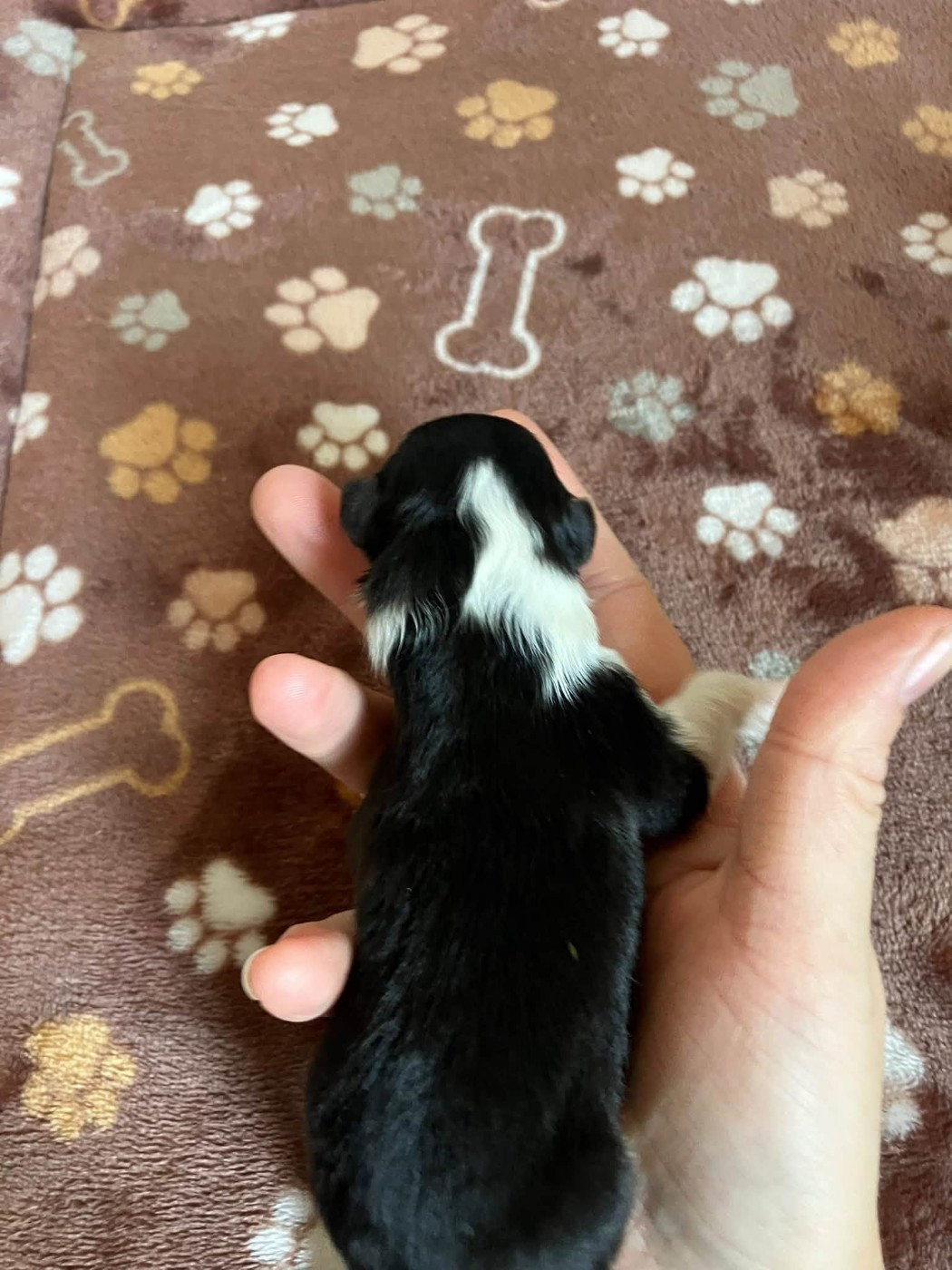 CHIOT 5