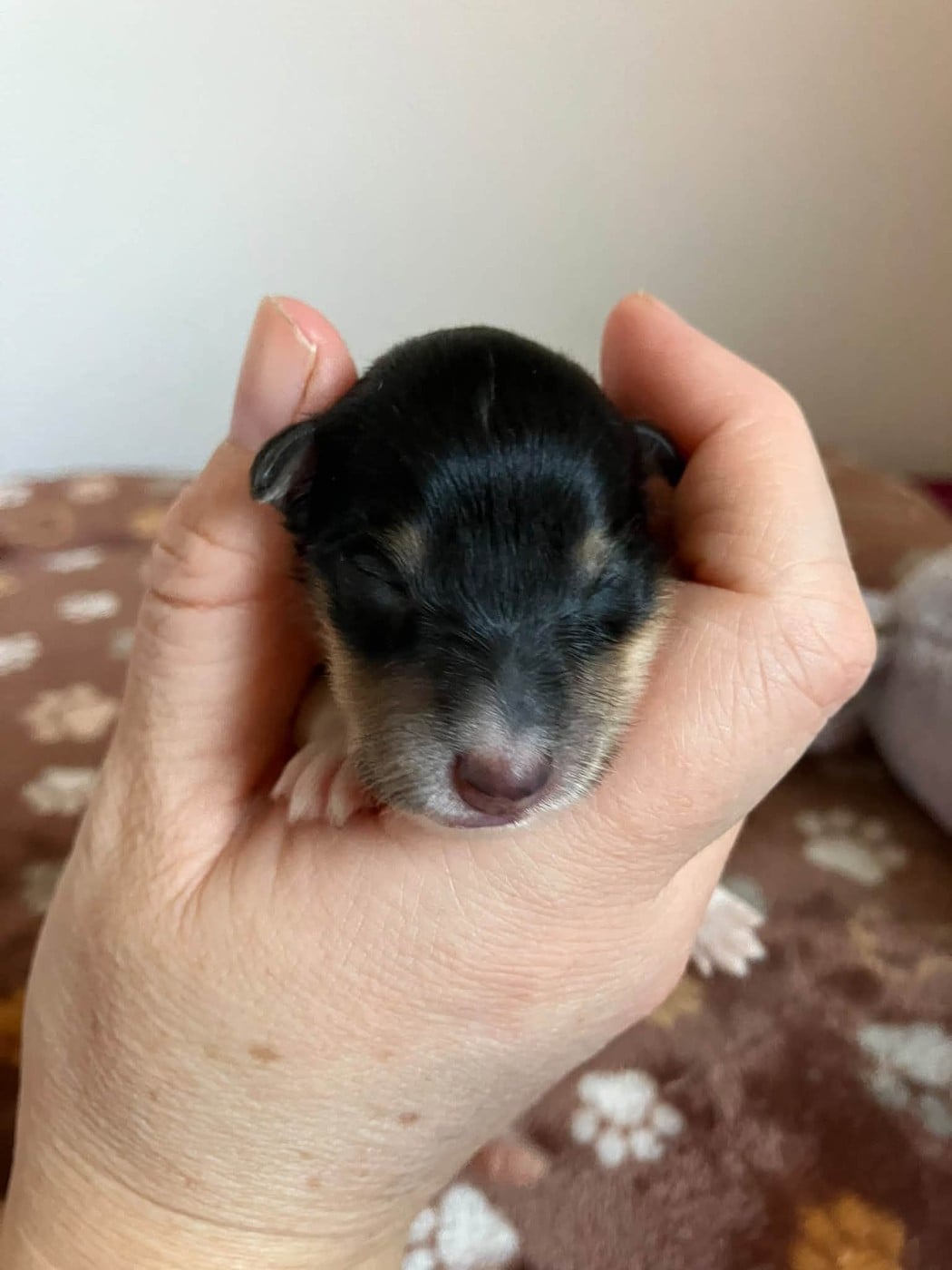CHIOT 5