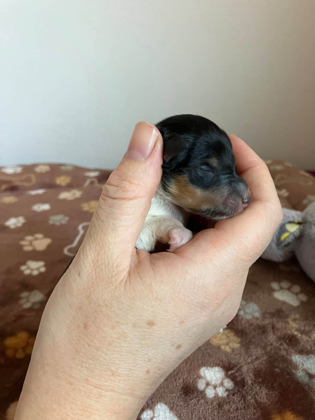 CHIOT 5