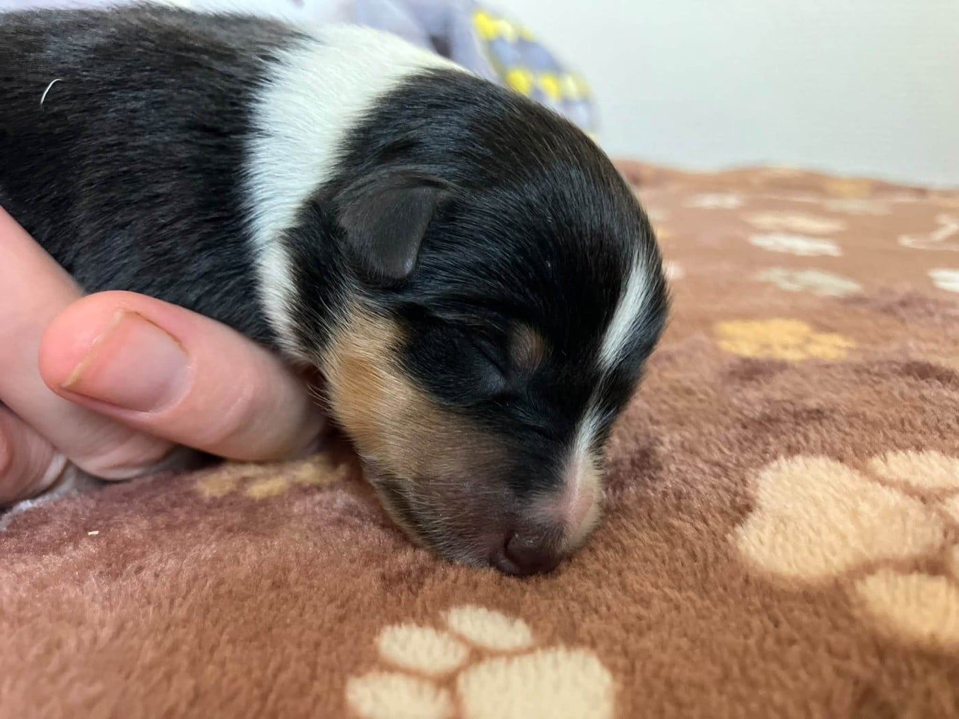 CHIOT 7