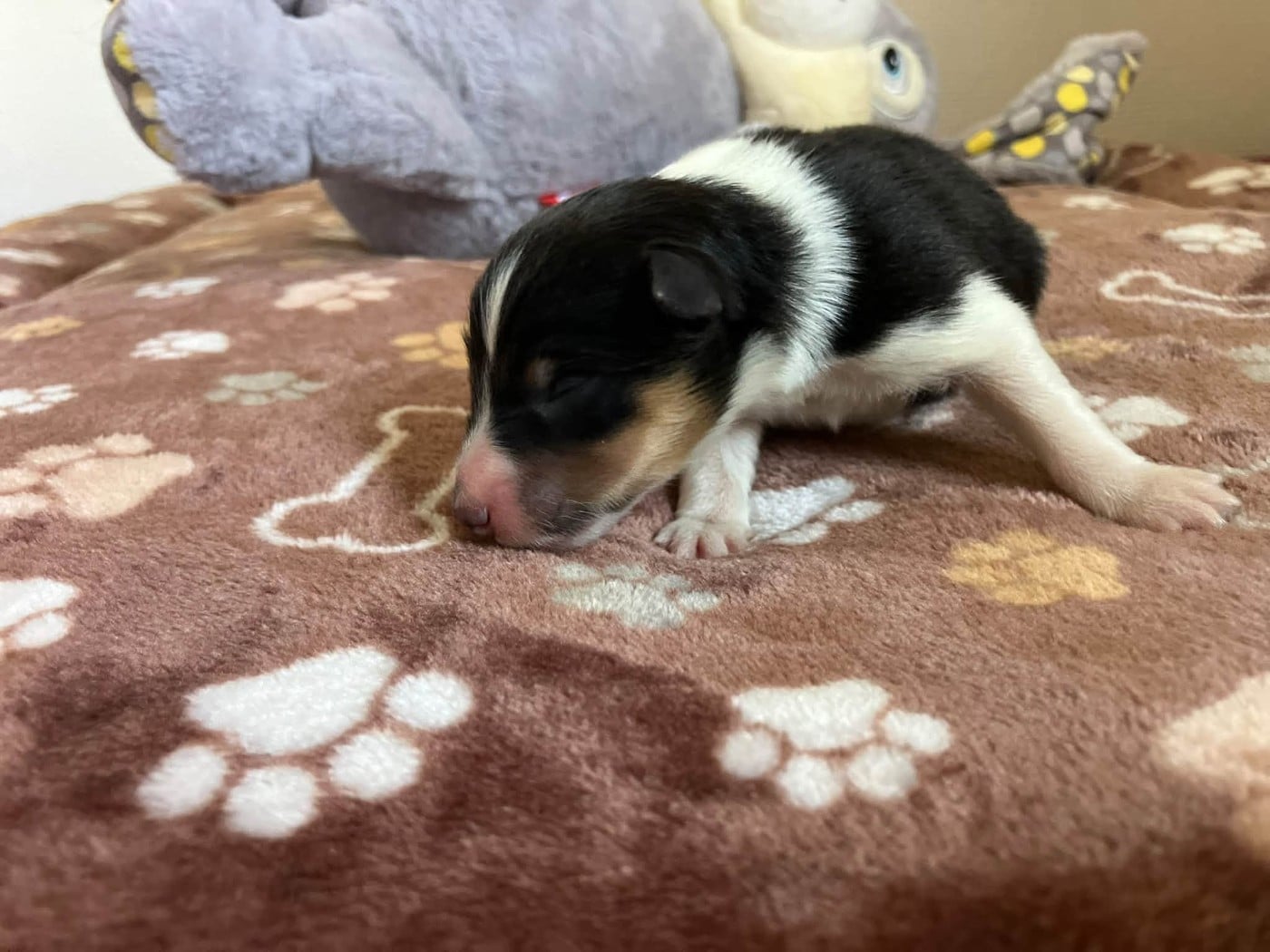 CHIOT 7