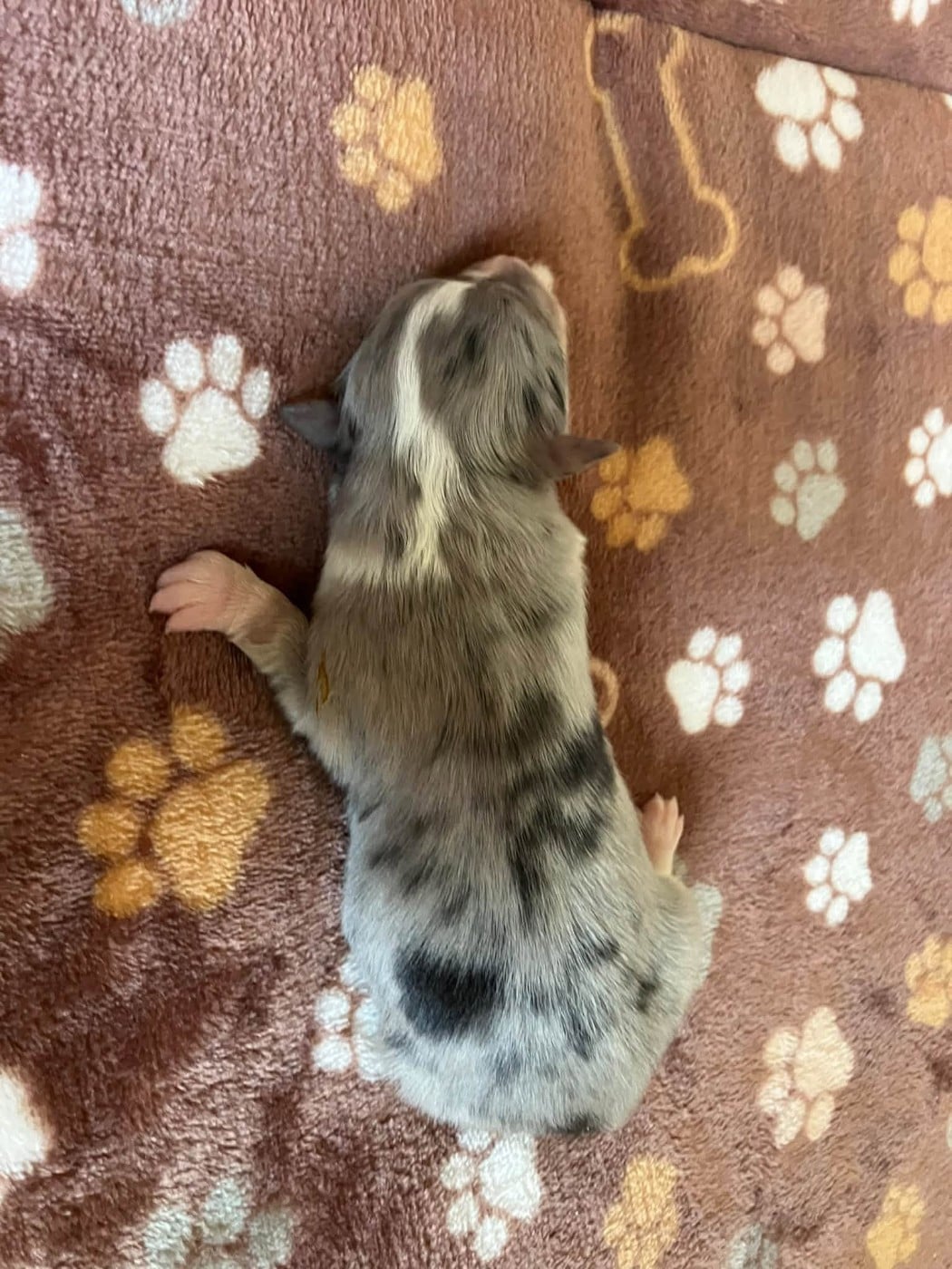 CHIOT 8