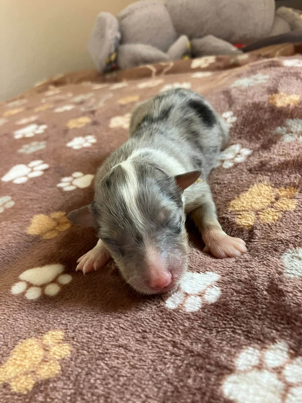 CHIOT 8