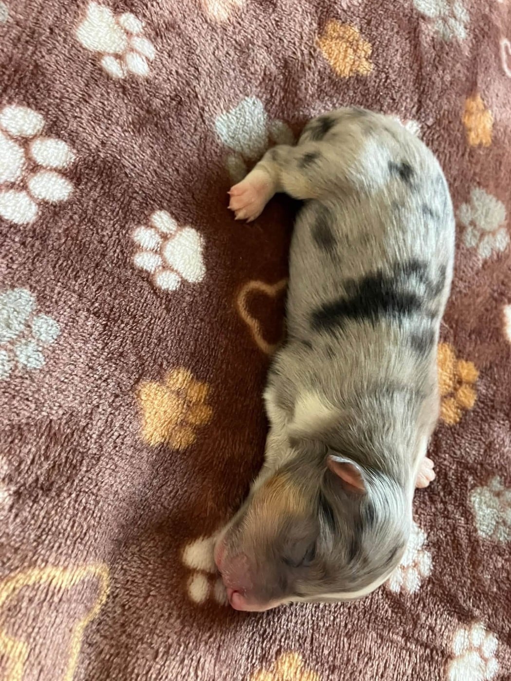 CHIOT 8