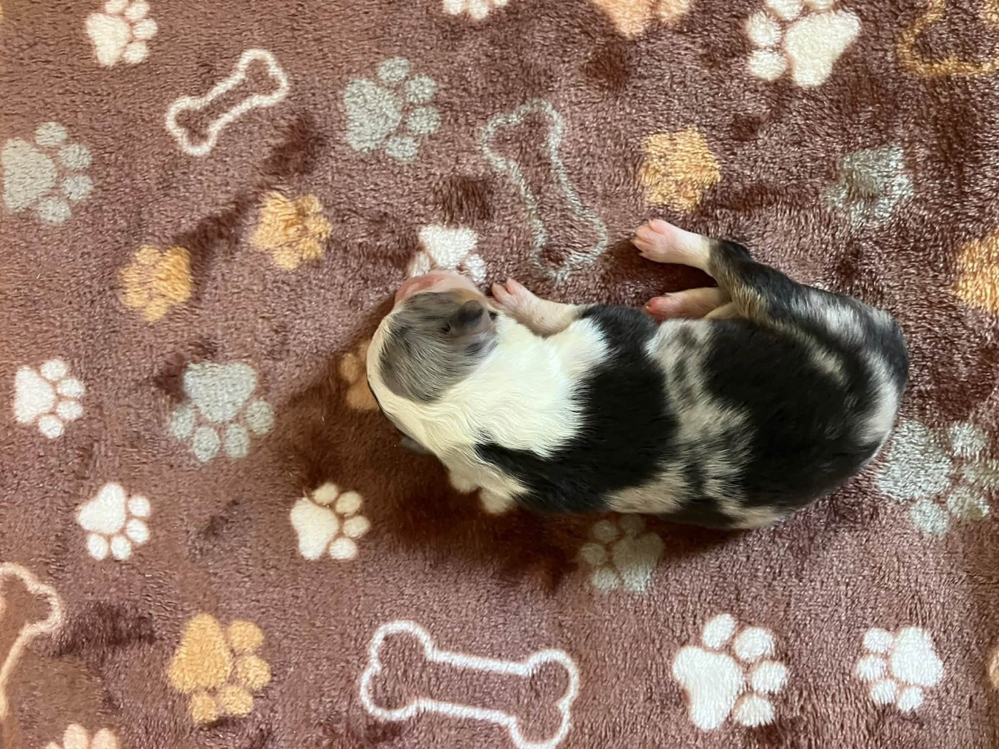CHIOT 9