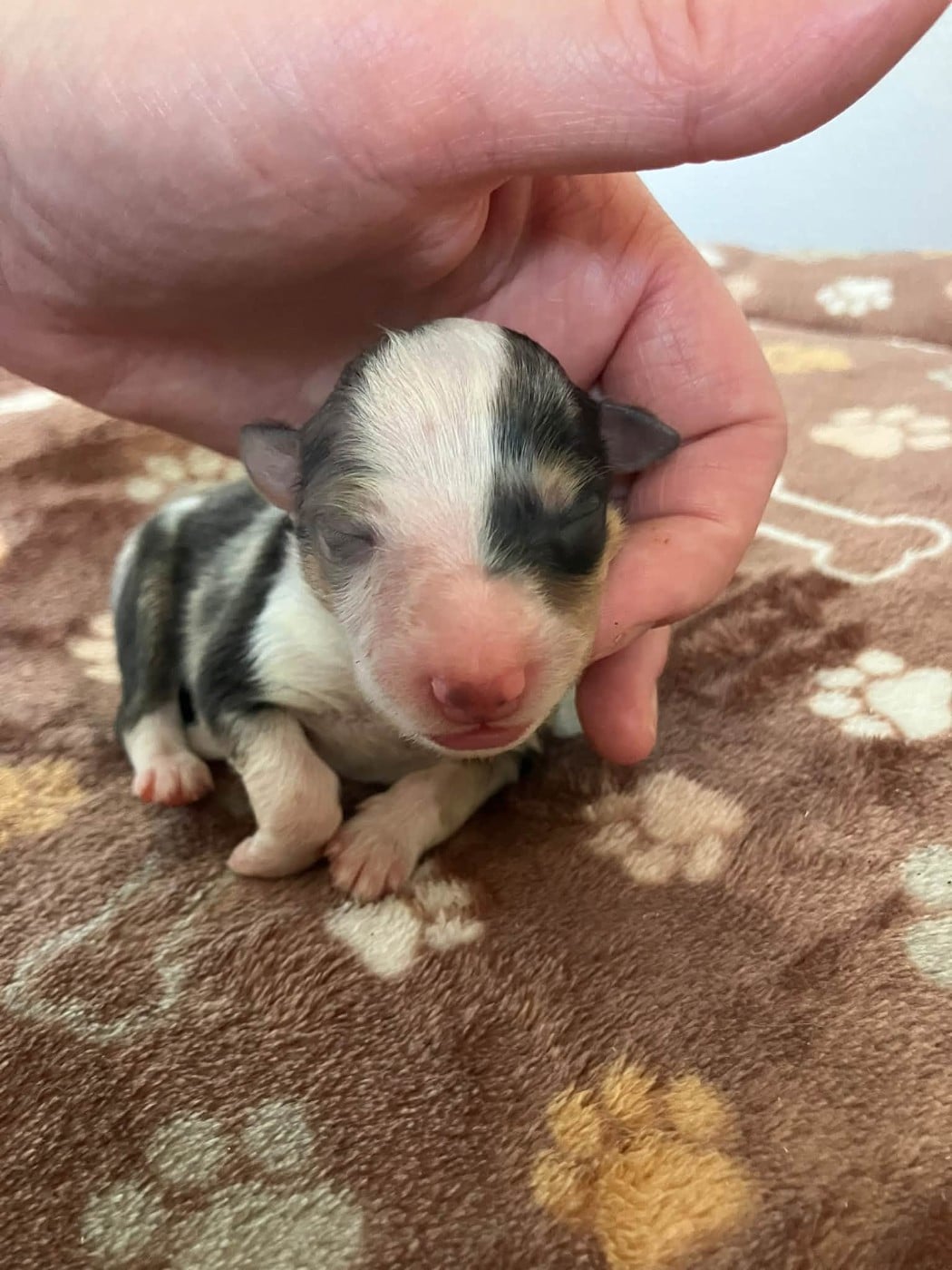 CHIOT 9