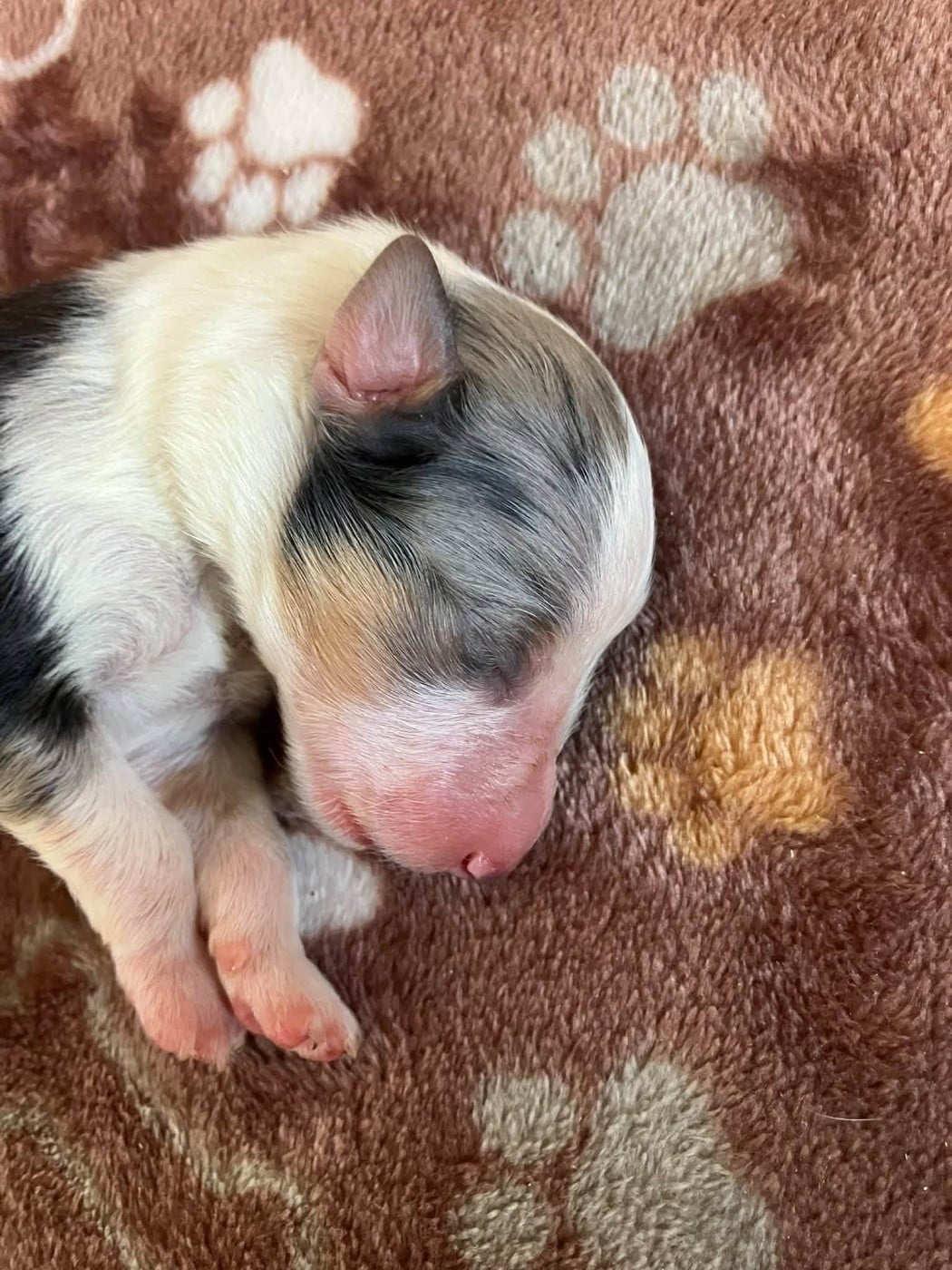 CHIOT 9
