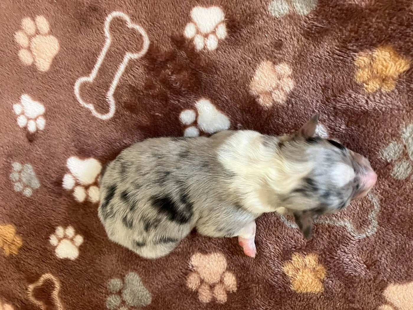 CHIOT 6