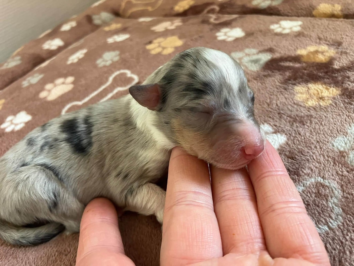 CHIOT 6