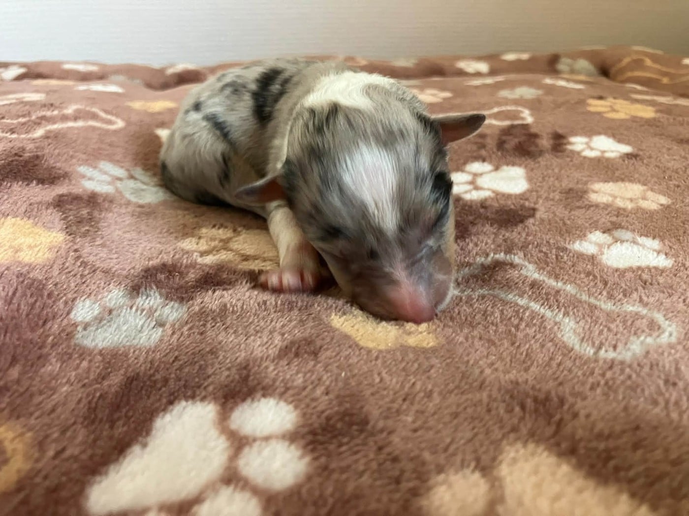 CHIOT 6