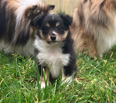 CHIOT 2 - Shetland Sheepdog