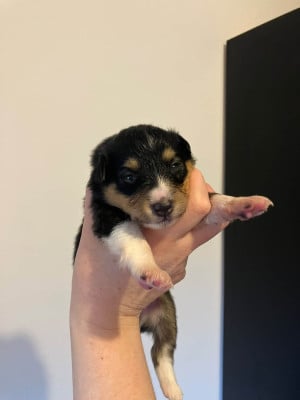 Les chiots de Shetland Sheepdog