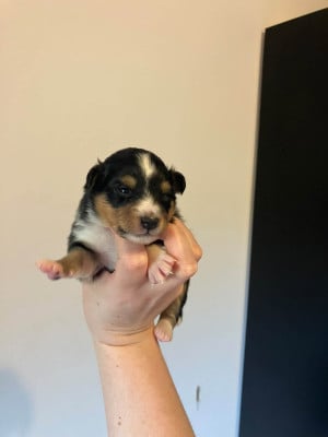Les chiots de Shetland Sheepdog