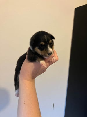 Les chiots de Shetland Sheepdog