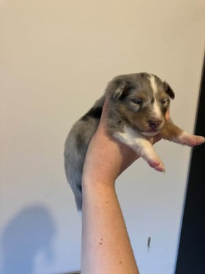 Les chiots de Shetland Sheepdog