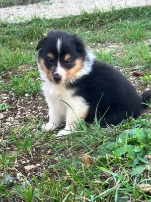 Les chiots de Shetland Sheepdog