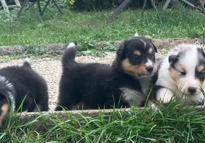 Les chiots de Shetland Sheepdog