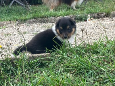 Les chiots de Shetland Sheepdog