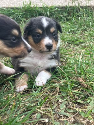 Les chiots de Shetland Sheepdog