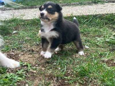 Les chiots de Shetland Sheepdog