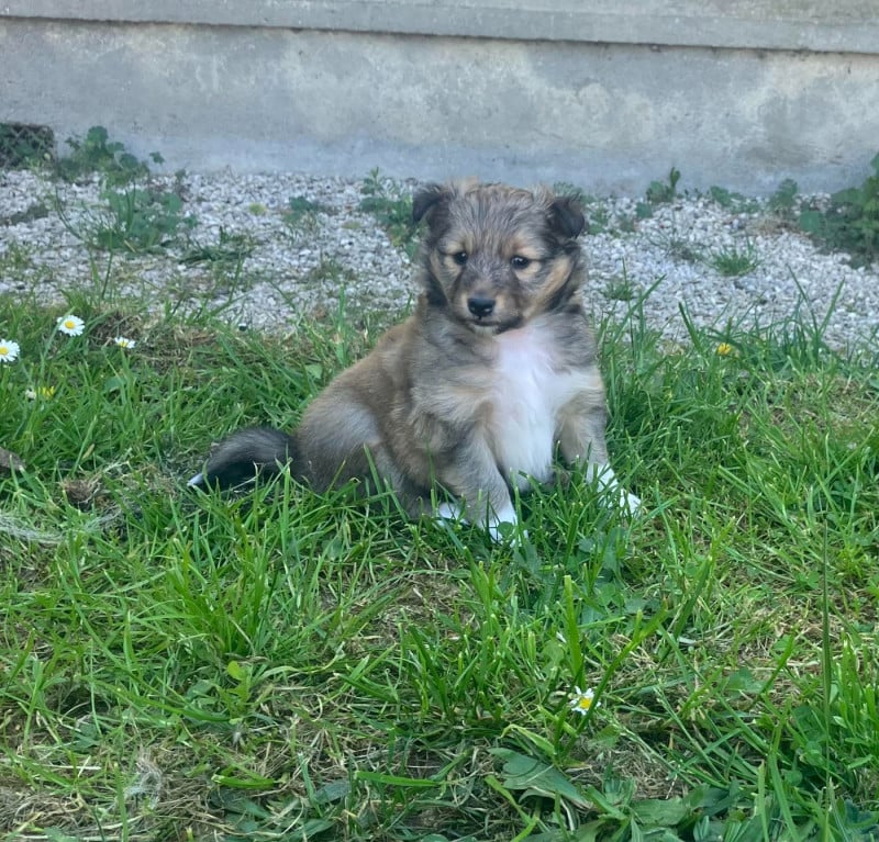 Shetland Sheepdog - Of Lenna's Hope