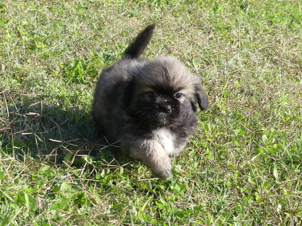 CHIOT - Epagneul tibetain