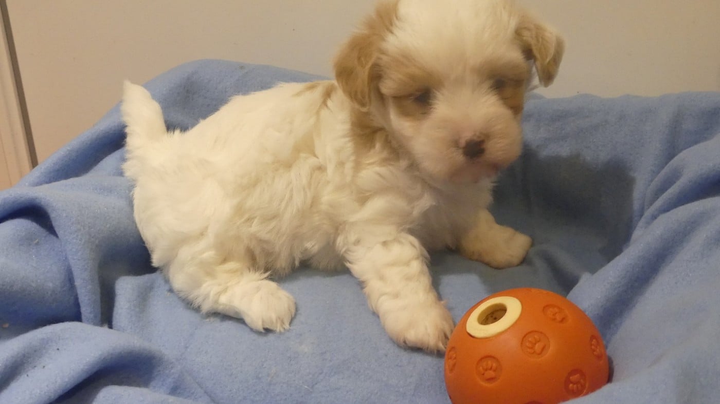 CHIOT 2 - Coton de Tulear