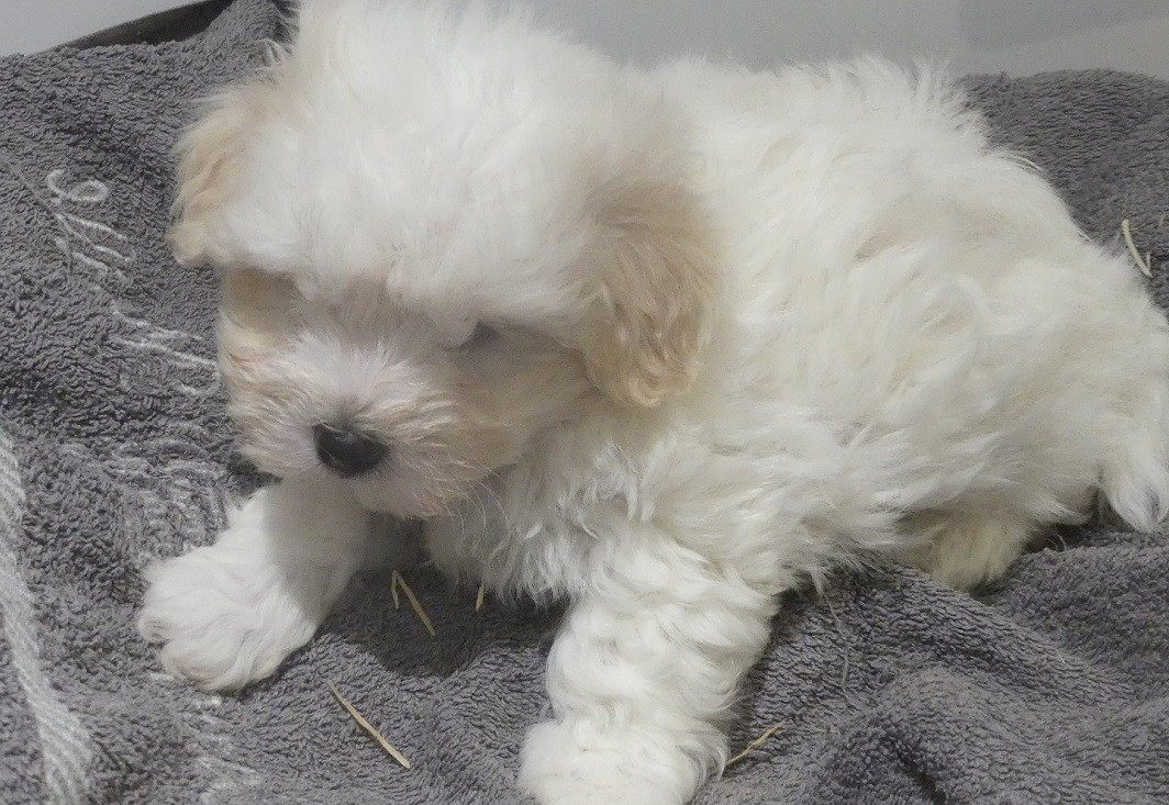 CHIOT 2 - Coton de Tulear