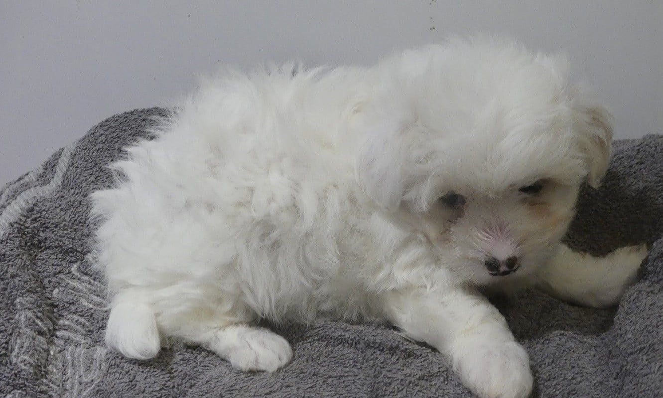 CHIOT 3 - Coton de Tulear