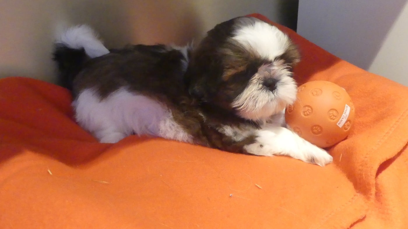 ANAIS - Shih Tzu