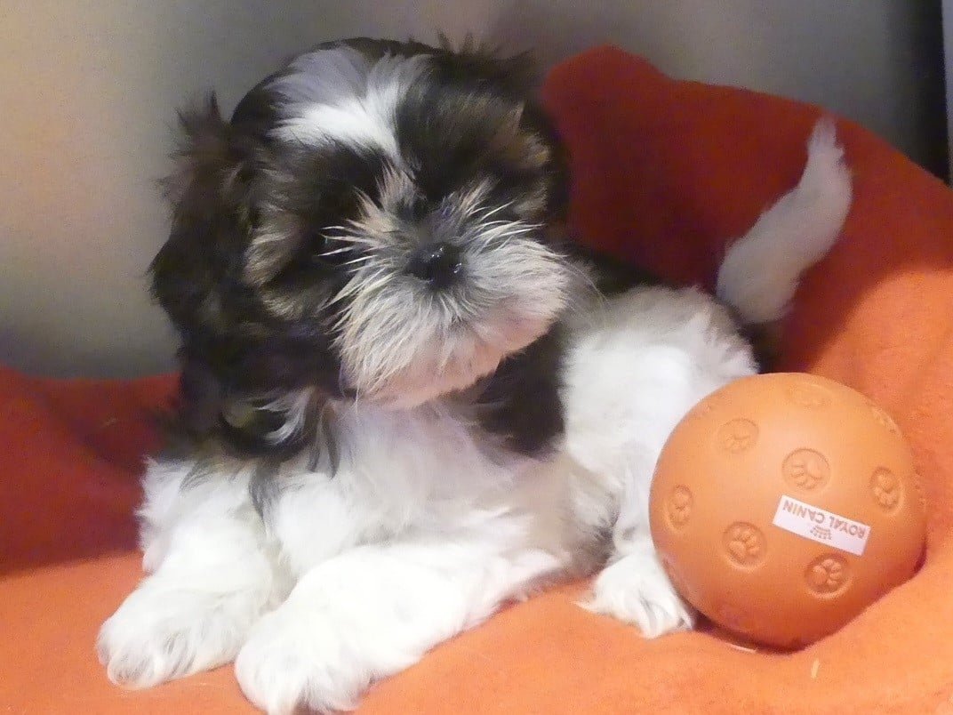 AMY - Shih Tzu