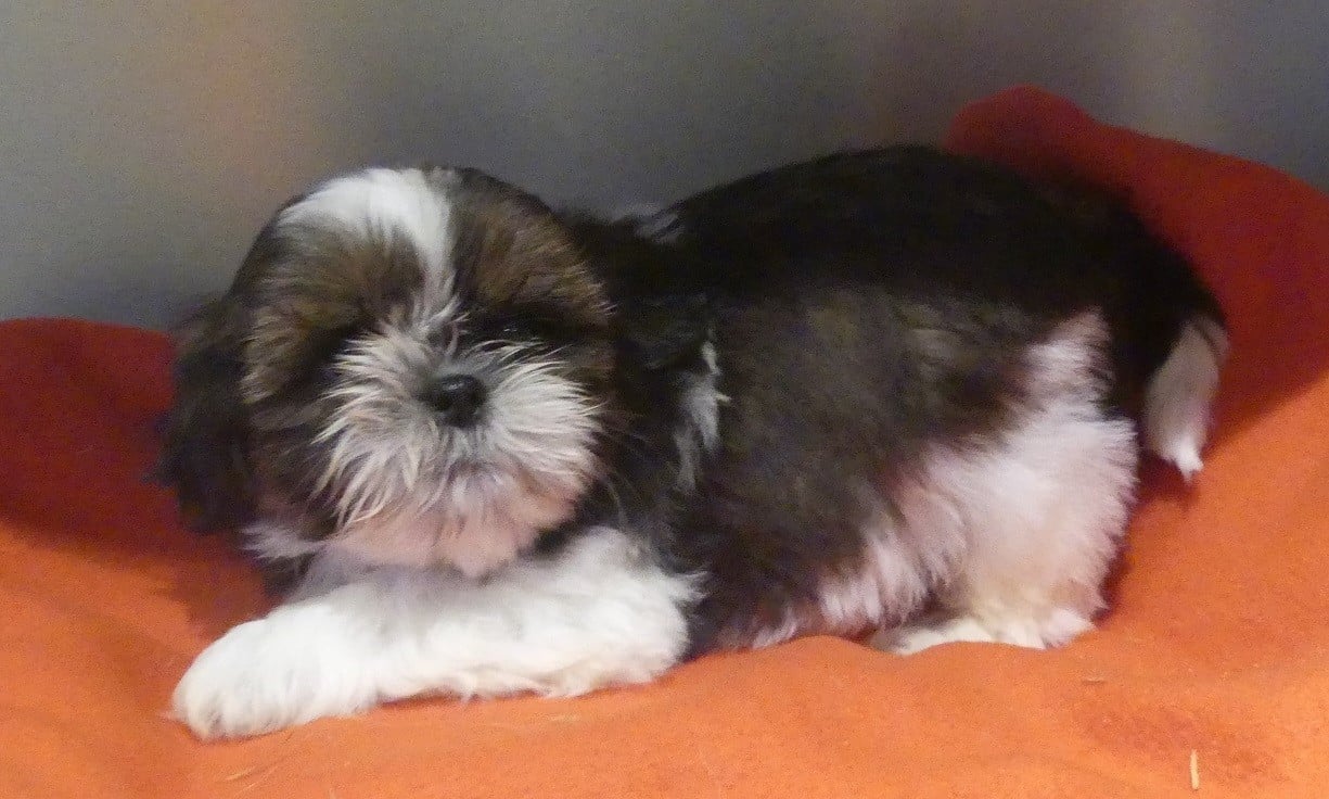 ALBERT - Shih Tzu