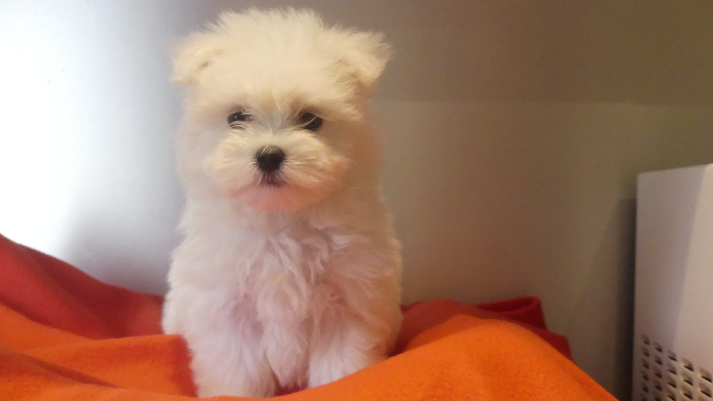 ATLAS - Bichon maltais