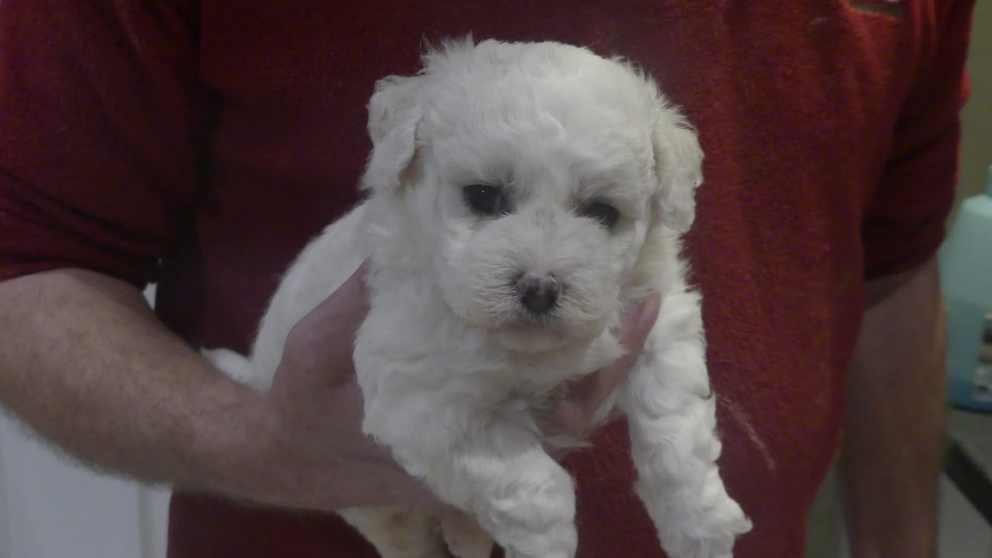 Chiot N°1 - Bichon Frise
