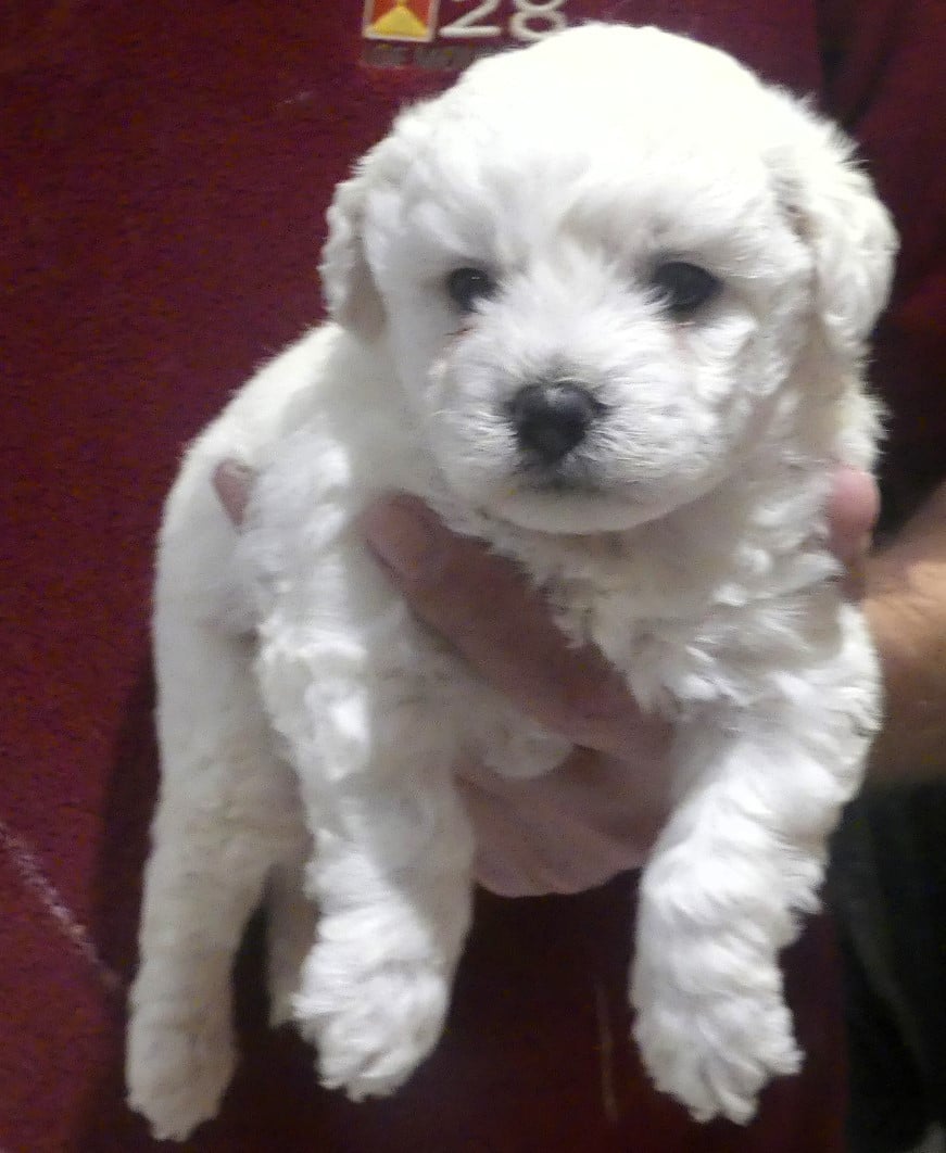 Chiot N°2 - Bichon Frise