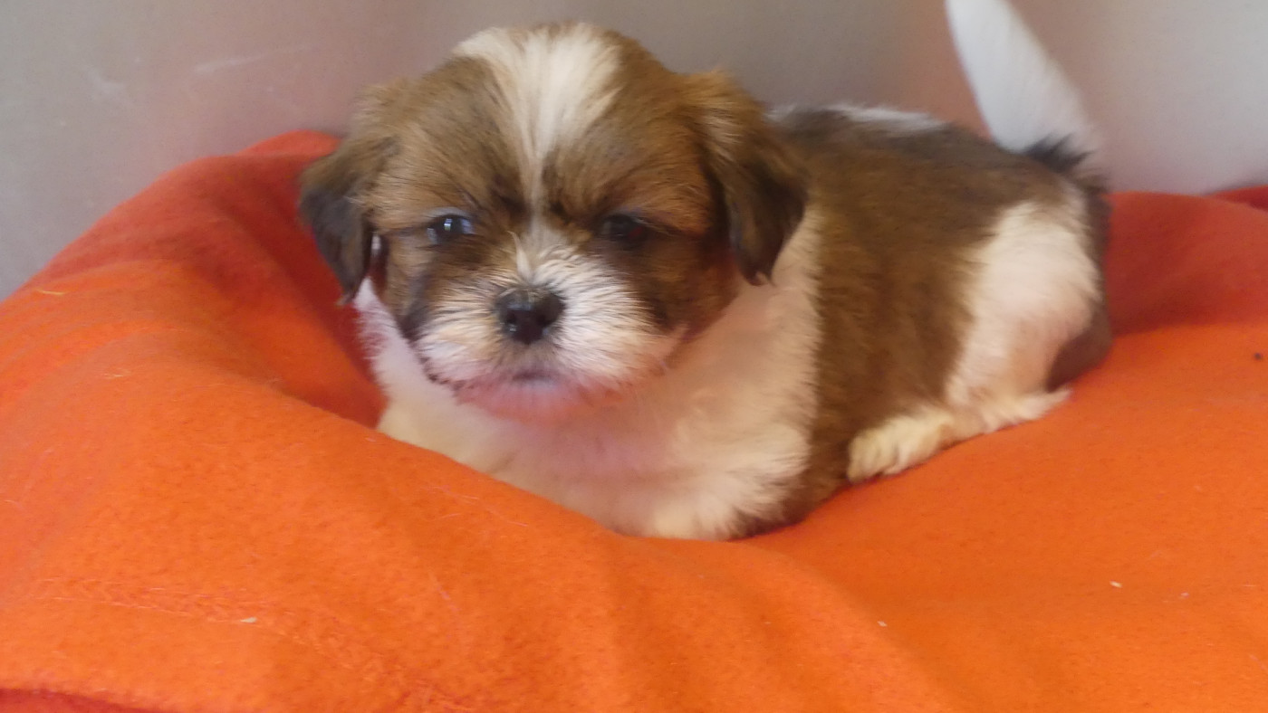 Chiot N°2 - Lhassa Apso