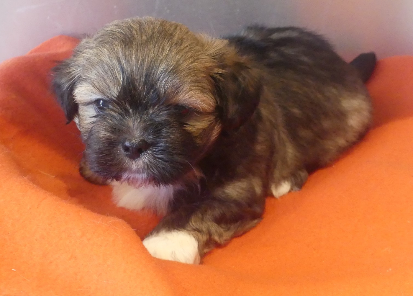 Chiot N°3 - Lhassa Apso
