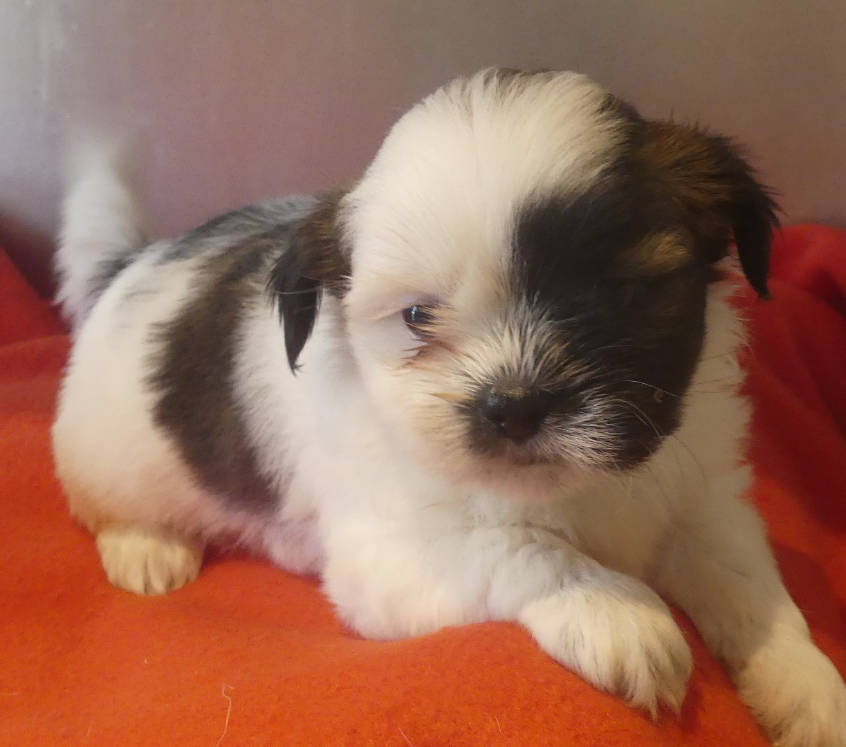 Chiot N°4 - Lhassa Apso