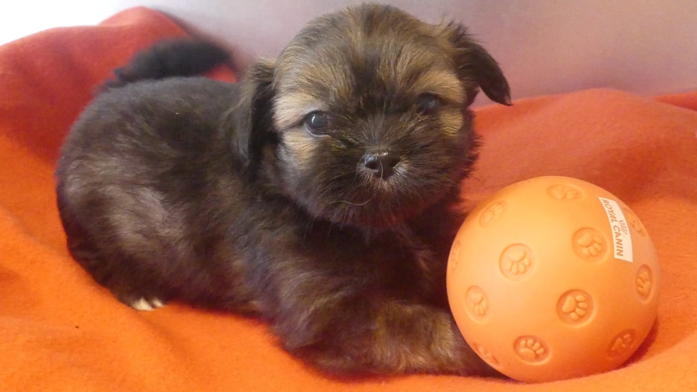 Chiot N°5 - Lhassa Apso