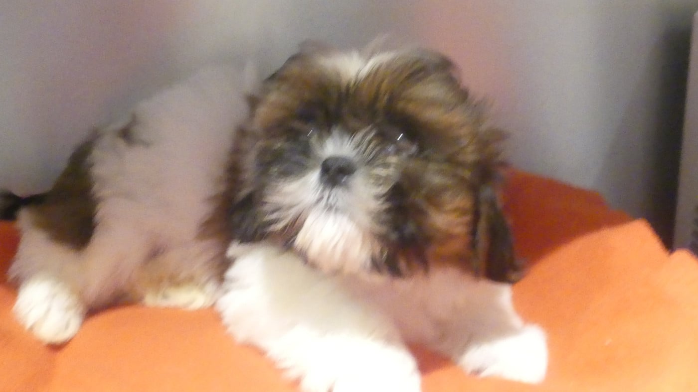 ASTON - Shih Tzu