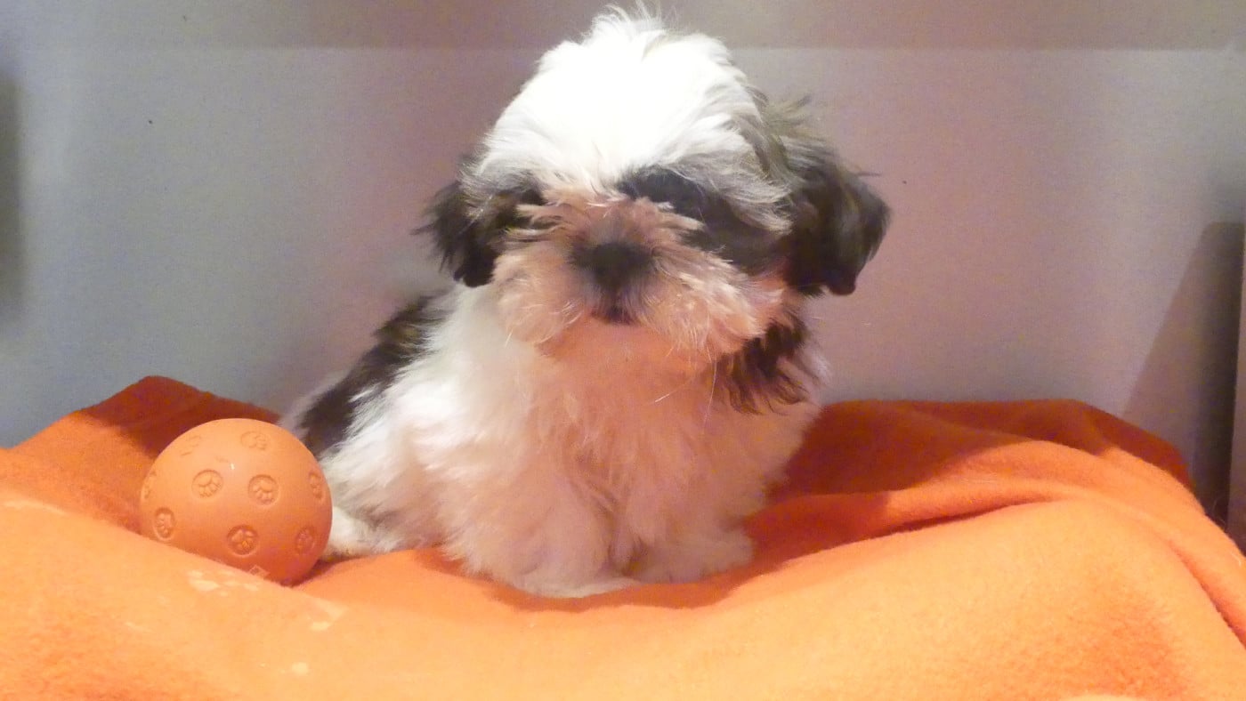ALEXA - Shih Tzu
