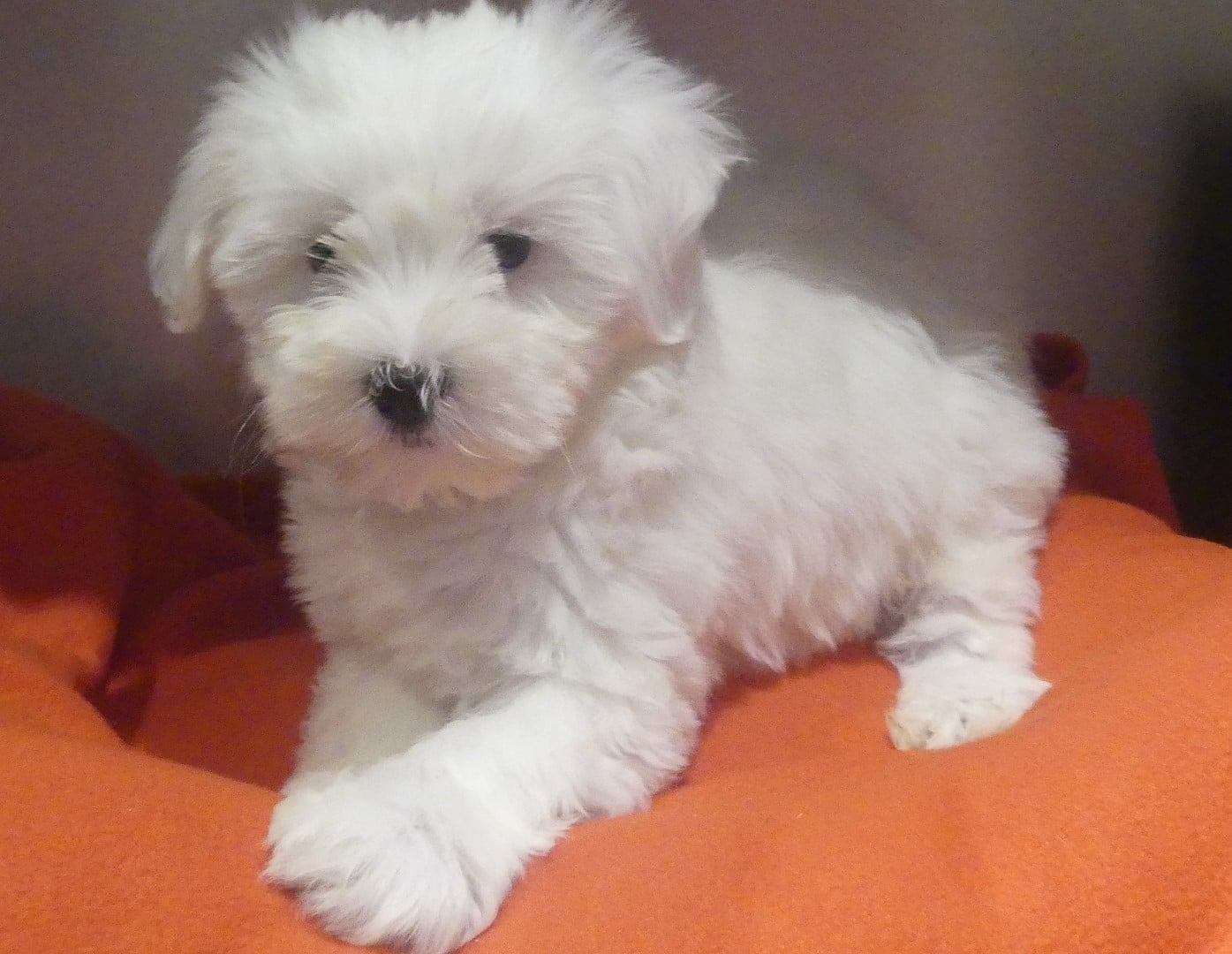 BALOU - Coton de Tulear