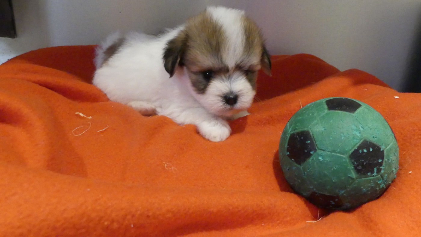 BUZZ - Coton de Tulear