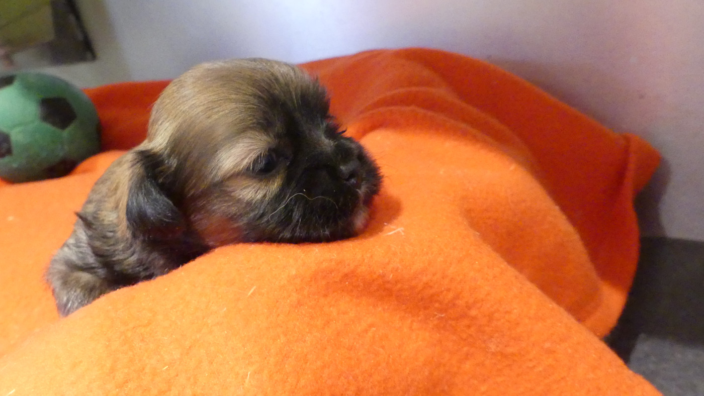 Chiot N°3 - Lhassa Apso