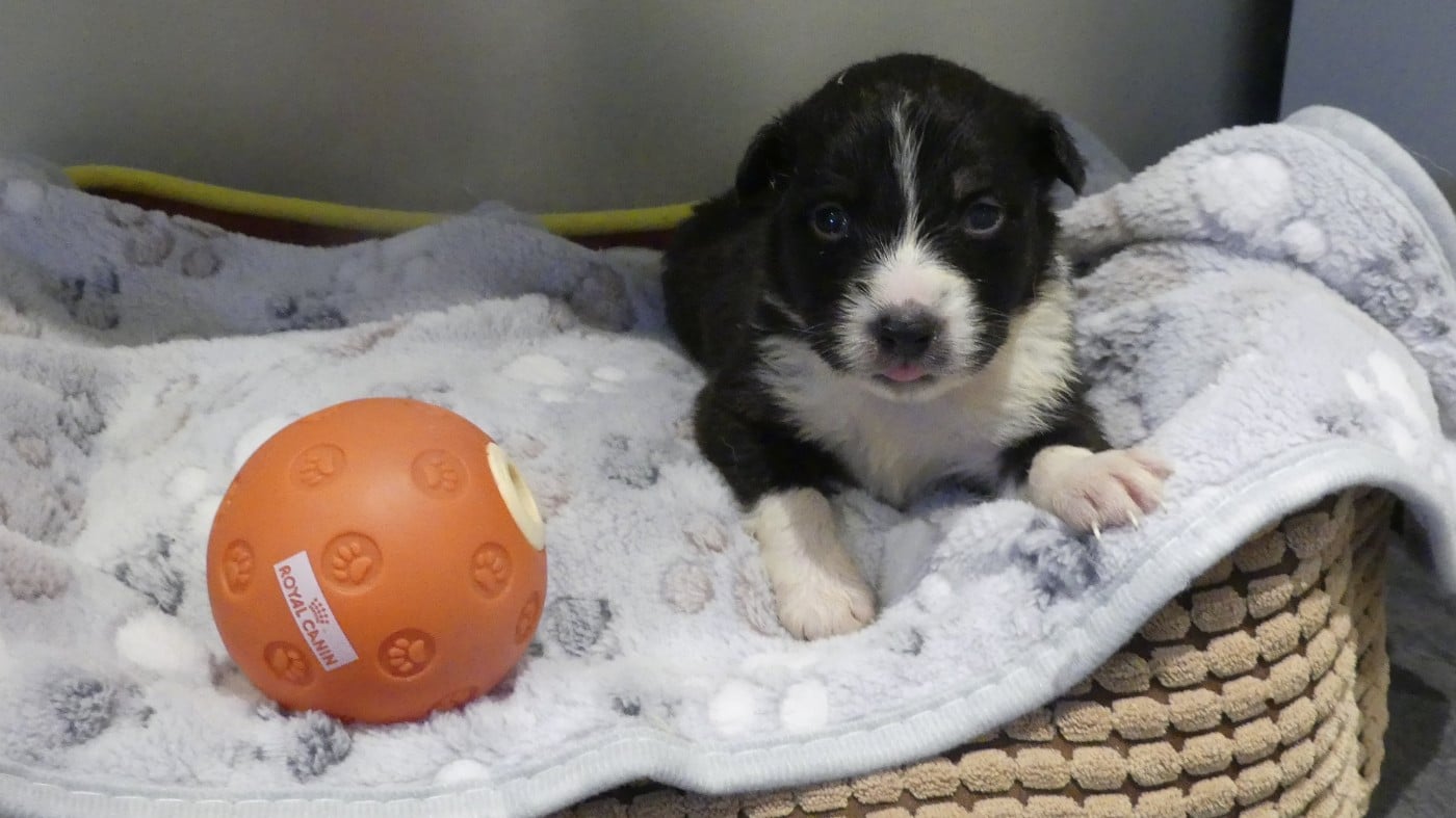 Chiot N°6 - Berger Australien