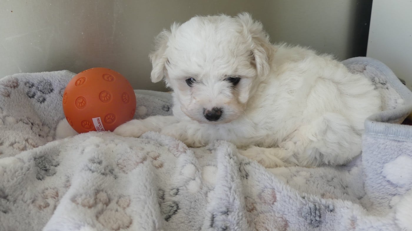 Chiot N°2 - Bichon Frise