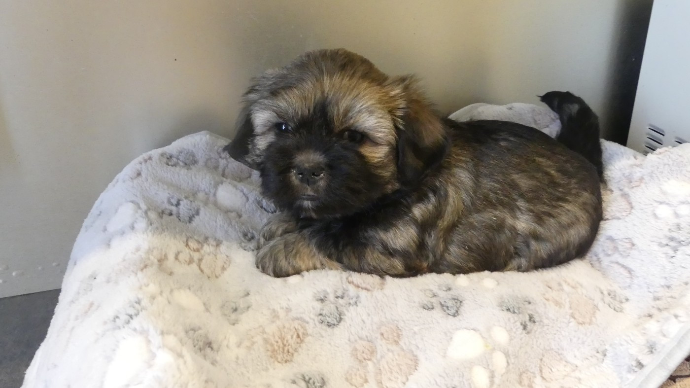 BIJOU - Lhassa Apso