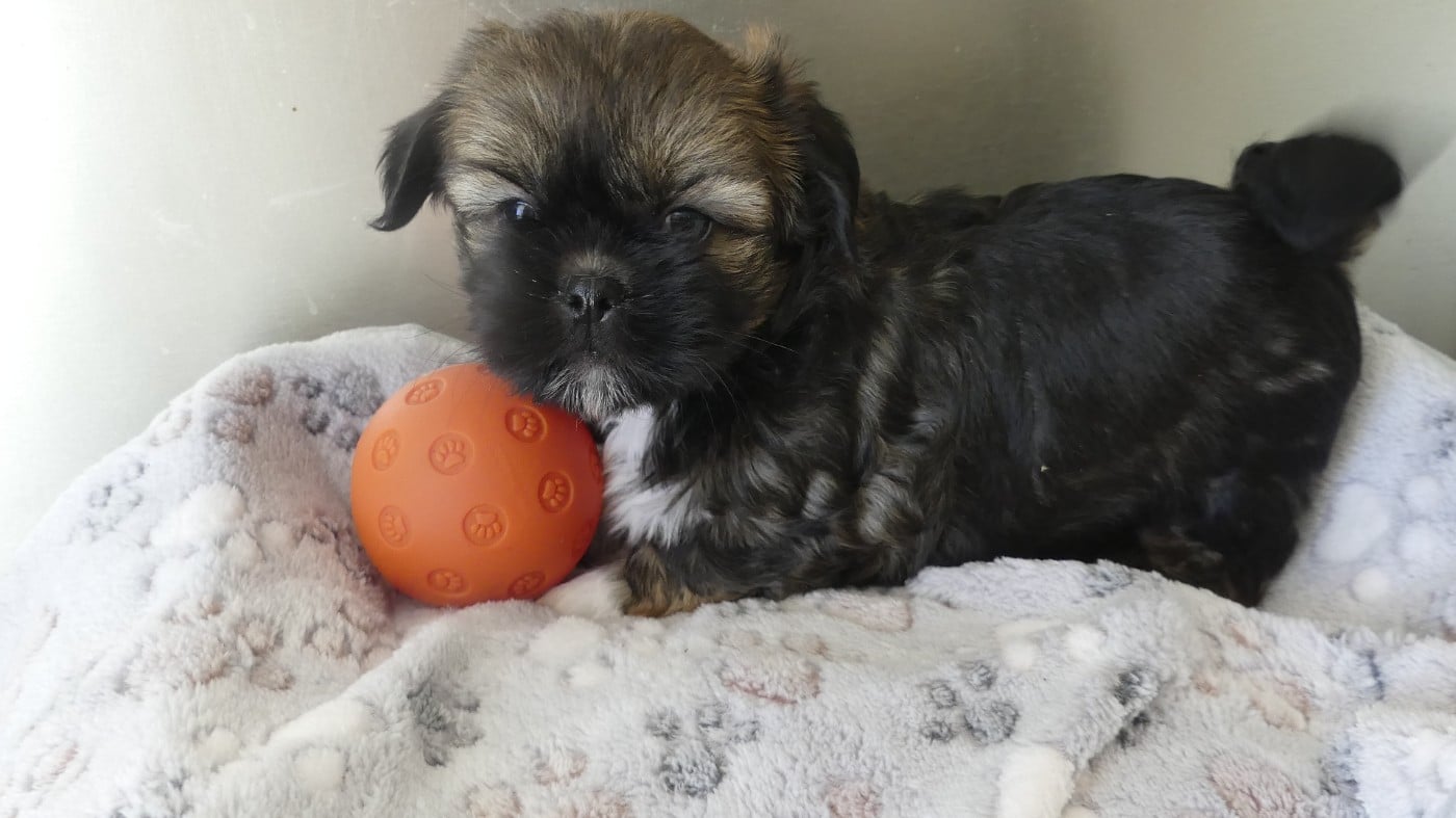 BAYA - Lhassa Apso