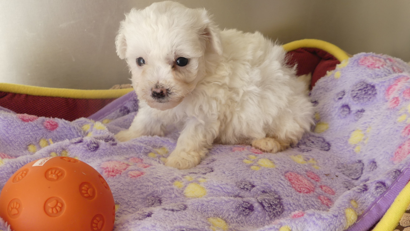 Chiot N°6 - Bichon Frise